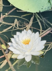 Christine-Fairbank-_-Water-lilly