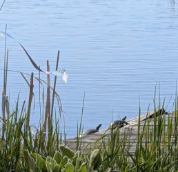 Marianne-Pedretti-_-Turtles