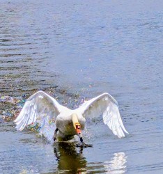 Marianne-Pedretti-_-first-prize-winner-_-Swan-takeoff