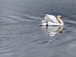 Marianne-Pedretti-_-swan-profile