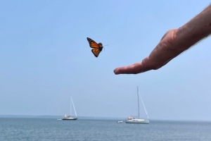 Patricia-Skerlan-_-Monarch